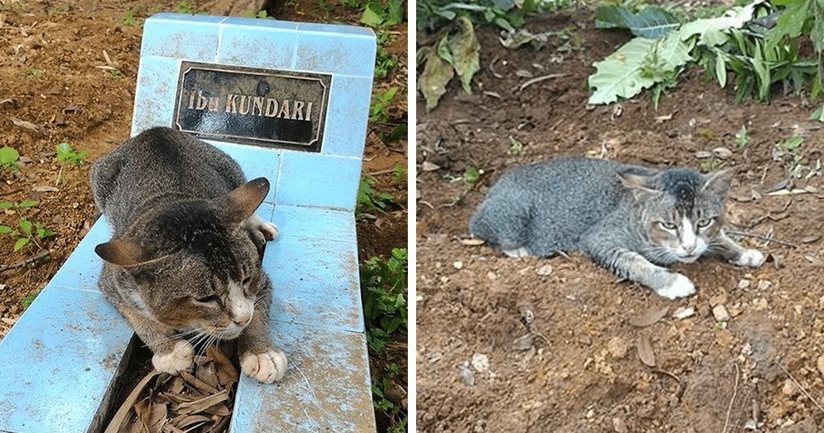 Heartbroken Cat Has Spent 1 Year By Her Dead Owner’s Grave