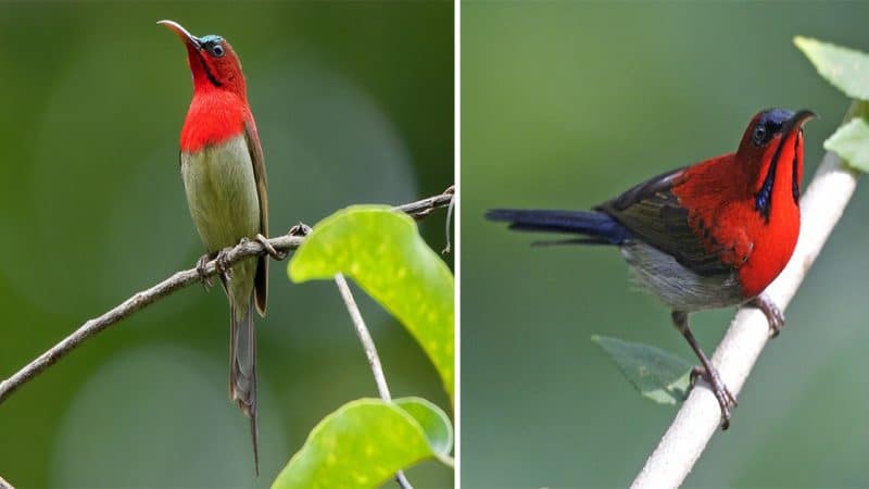 The Enchanting Symphony of the Crimson Sunbird: A Melodious Songster in Vibrant Plumage