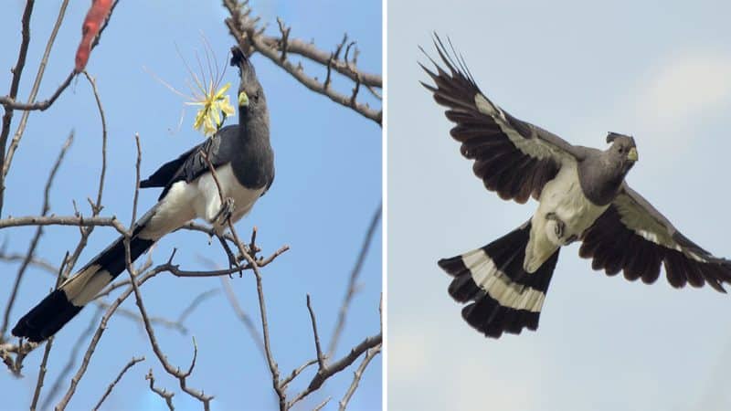 Striking Presence in the Skies: The White-Bellied Go-Away Bird and Its Magnificent Tail and Crest