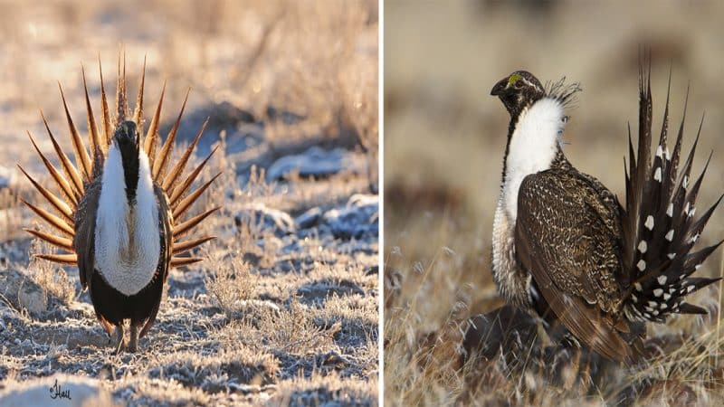 Discovering the Mystical Beauty of the Greater Sage-Grouse: Unveiling a Charismatic Icon of the Western Landscape