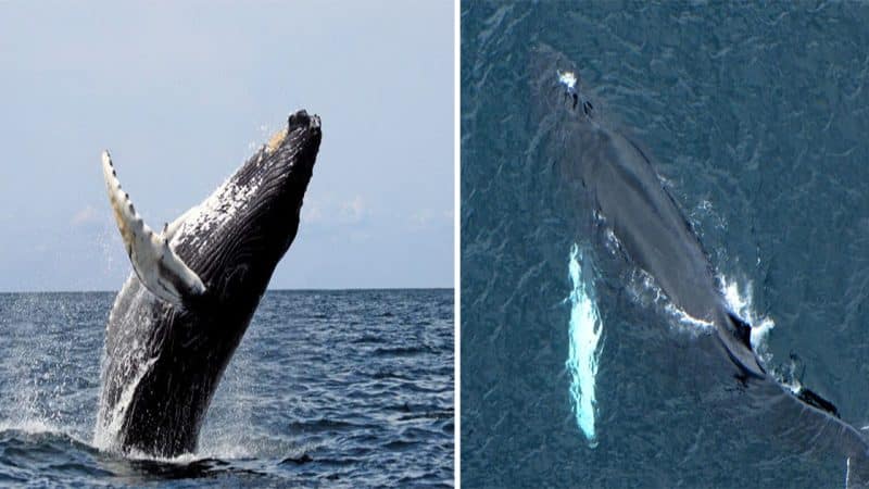 Whale’s Leap Startles Yacht Passengers, Highlighting the Importance of Safety Measures