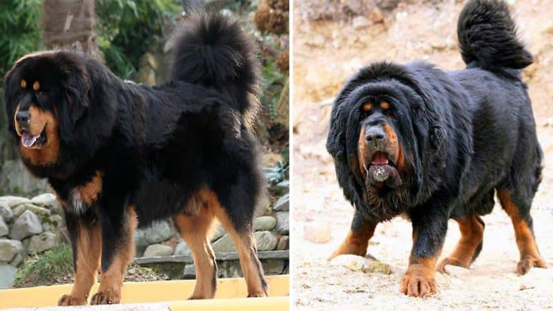 The Majestic Tibetan Dog: Guardians of the Himalayas