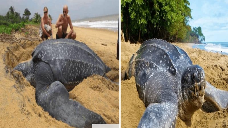 Marvelous Encounter World’s Largest Sea Turtle Emerges from the Sea in an Unforgettable Moment