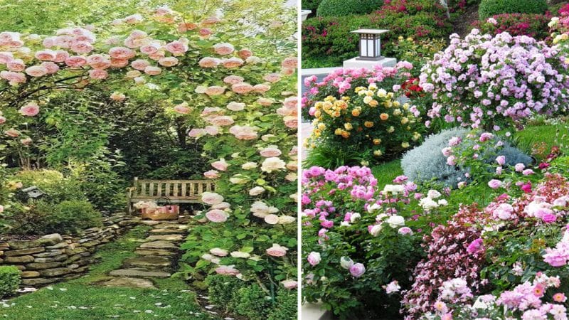 Romancing the Senses: Exploring the Timeless Beauty of Garden and Roses