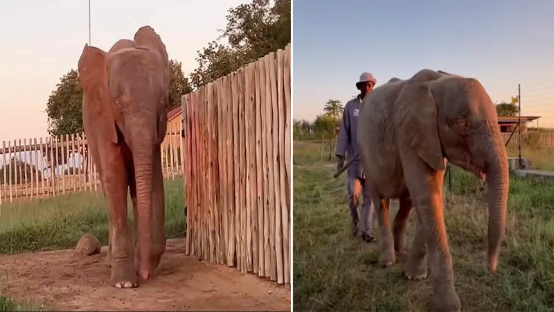 Heartwarming Moment: White Elephant Enjoying Breakfast with Caretaker