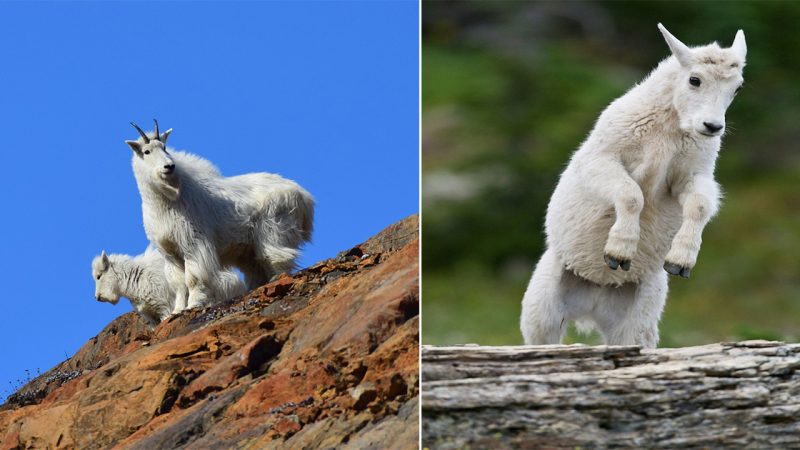 Mountain goat kid at Glacier National Park.  “All animals are born with innocence, curiosity and love.