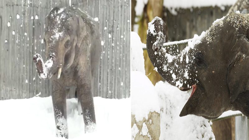 The Delightful Reaction of Mischievous Elephants at First Sight of Snow in Oregon Zoo