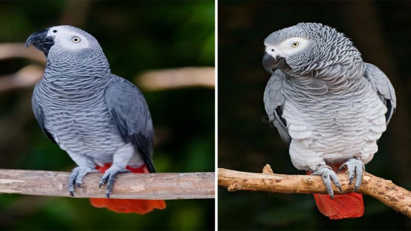 African Grey Parrot: The Enigmatic Beauty of the Avian World