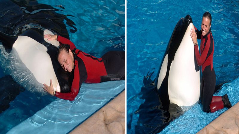 Dreams Turned Tragic: The Harrowing Story of Dawn Brancheau, the SeaWorld Trainer  by Tilikum the Whale