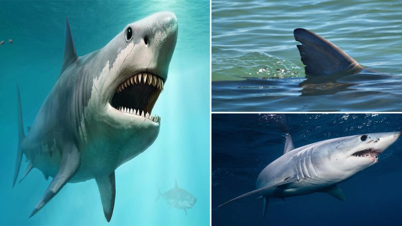 Sharks: Majestic Predators of the Ocean