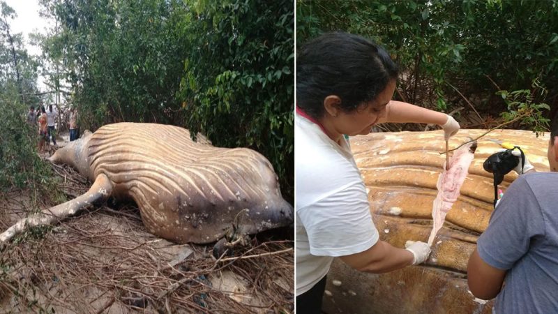 A 10-Ton Whale Was Found in the Amazon Rainforest and Scientists Are Baffled