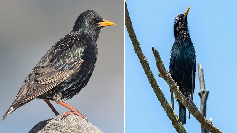 European Starling: A Fascinating Avian Invader