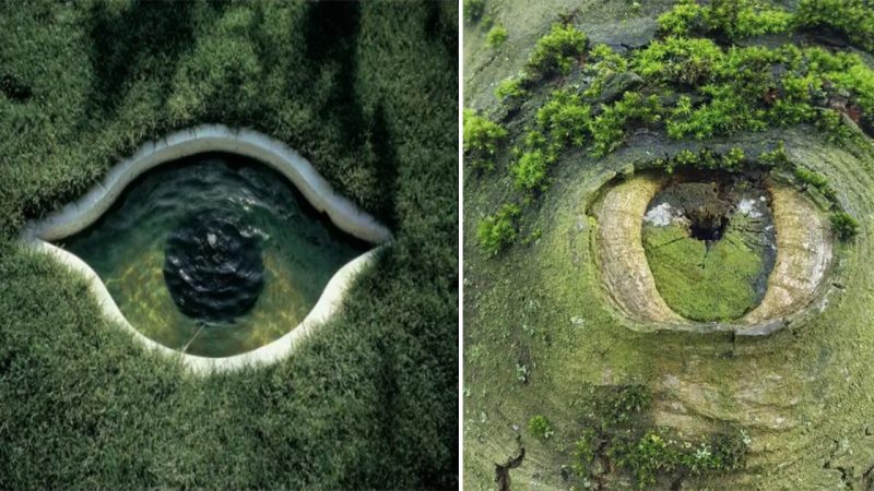 Unveiling the Alluring Gaze: Nature’s Enigmatic Eyes in the Natural World