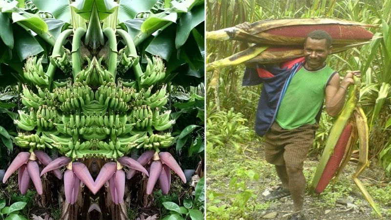 Explore the Fascinating World of Bananas: Discovering their Unique Shapes and Vibrant Colors!