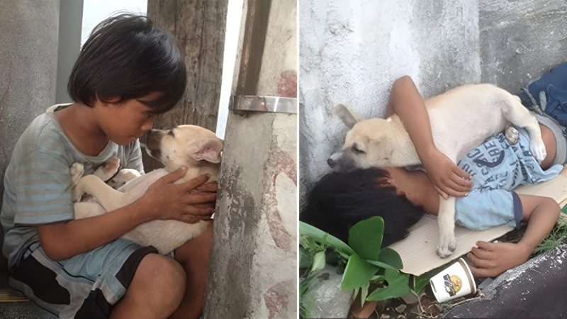 The touching story of a wandering boy who saves a stray dog’s life to become friends: since then, two unfortunate lives make up for each other and have a special bond .