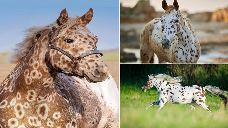 Appaloosa Horse American horse breed known for its colorful spotted coat pattern