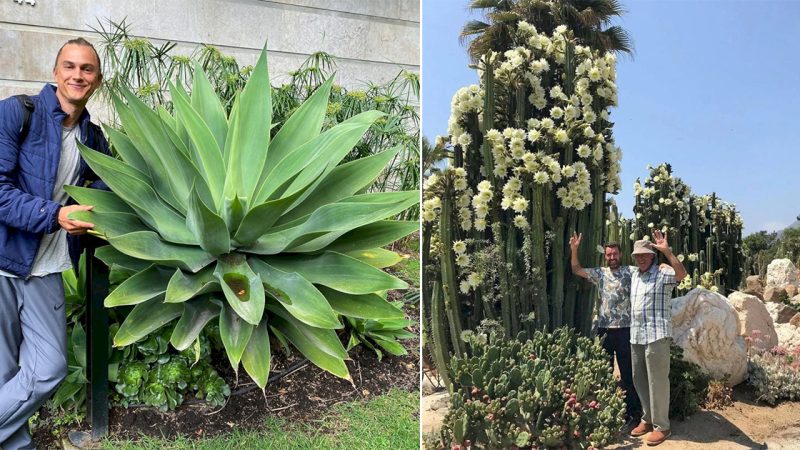 Behold the Giants: Discovering the Biggest Succulents I’ve Ever Seen