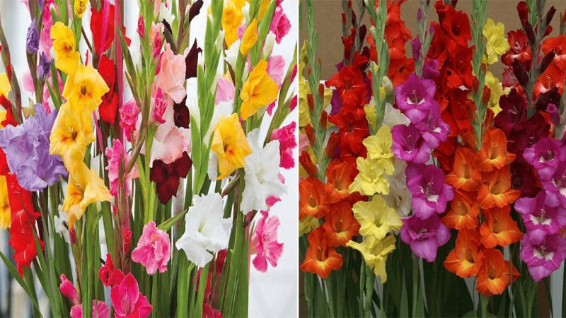 Unleashing the Beauty of Gladiolus Flowers: Insights for Successful Cultivation