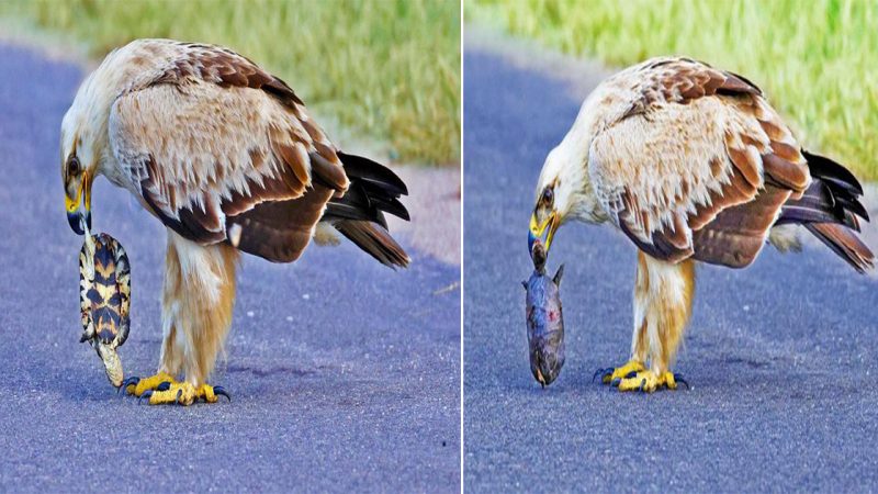 A Tragic Fate: A Tortoise’s Unfortunate Encounter with Tawny Eagles