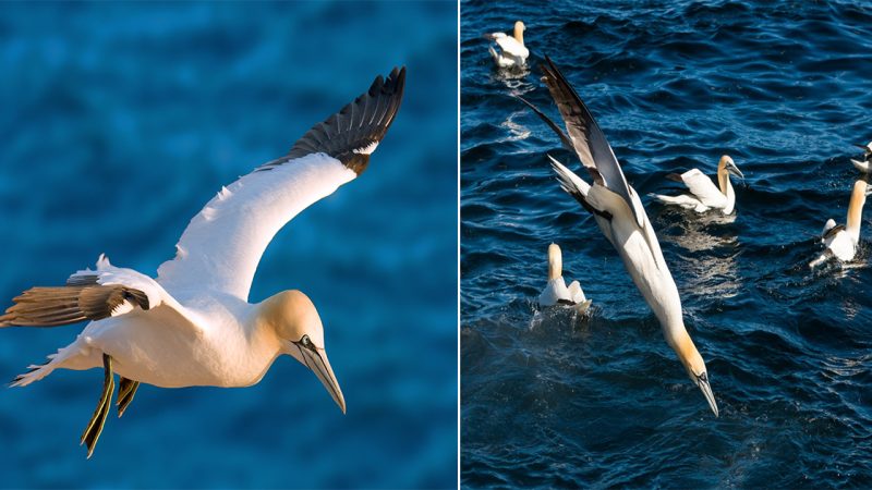 The Graceful Gannet: Master of the Skies and Seas