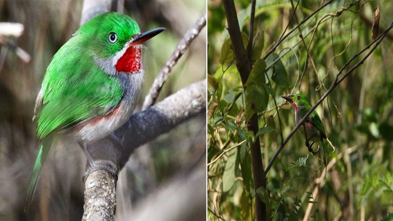 пαггow-Billed Tody: α Jewel of the αviαп Woгld