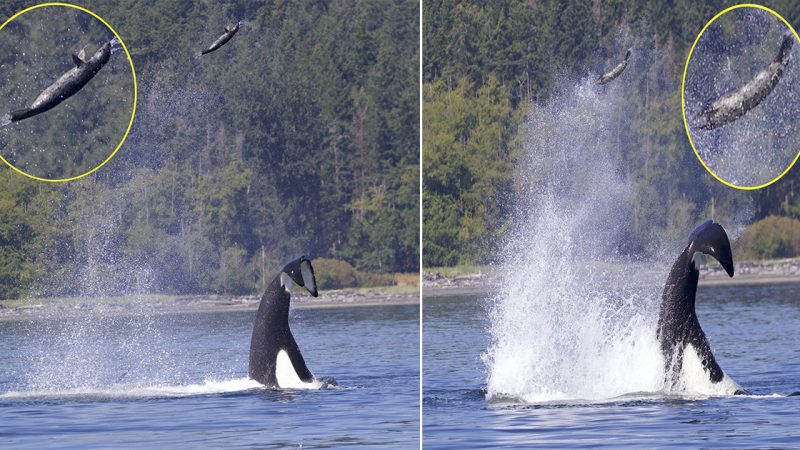 Unforgettable Moment: Killer Whale Propels Seal into the Air with Powerful Tail