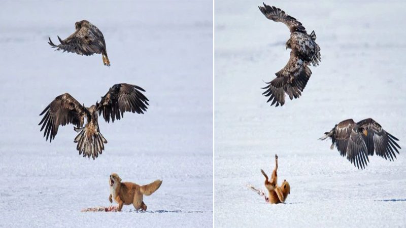 The Majestic Battle: The Eagle’s Determination to Claim a Delicious Prey from a Young Fox