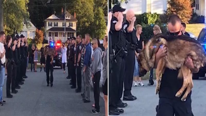 A K9 dog with an aggressive form of liver cancer received an honour guard ceremony before being put down.(Video)