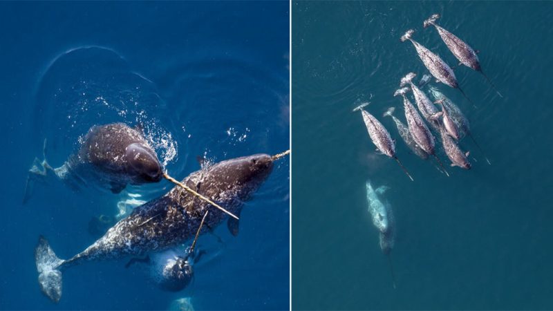 “Narwhals: Mystical Marvels of the Arctic Waters”