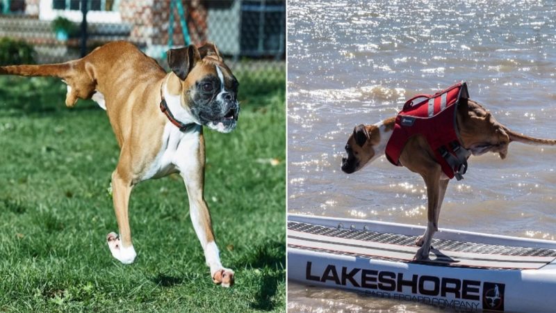 The energy and joy of life of a 2-legged dog makes millions of people admire