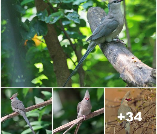 Vibrant Wonders: Discovering the Unique Features and Stunning Colors of the Blue-Naped Mousebird