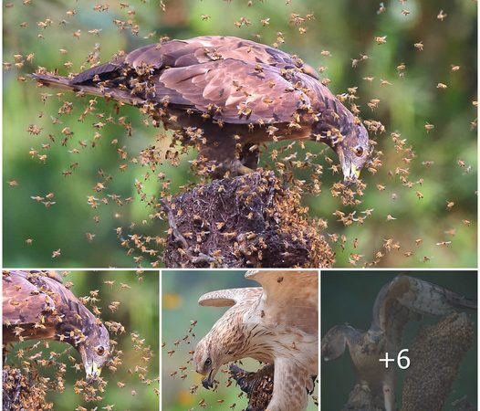 Fearless Honey Buzzard: A Bold Bird’s Unconventional Approach to Survival