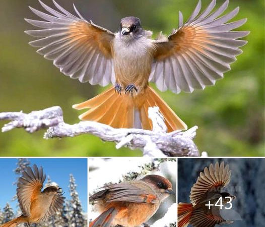 Siberian Jay: The Resilient Avian Resident of the Northern Forests