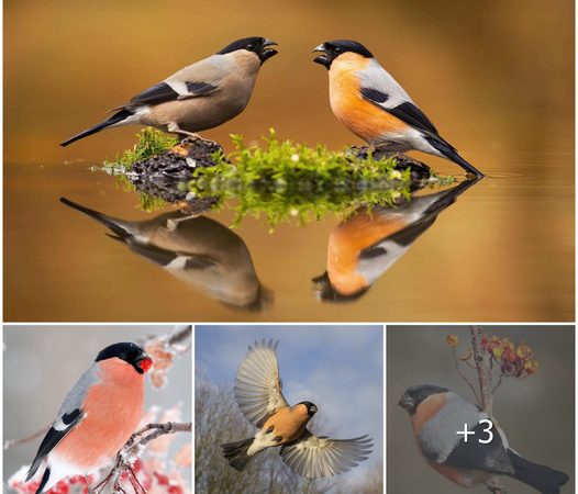 The Eurasian Bullfinch (Pyrrhula pyrrhula): A Striking Bird Species Found Across Eurasia