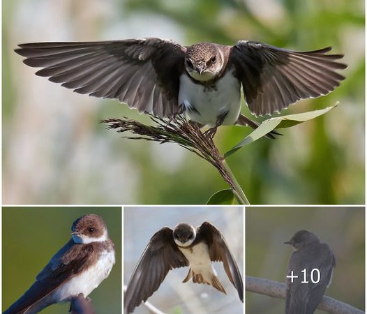 The Sand Martin: Agile Aviators with a Unique Nesting Preference