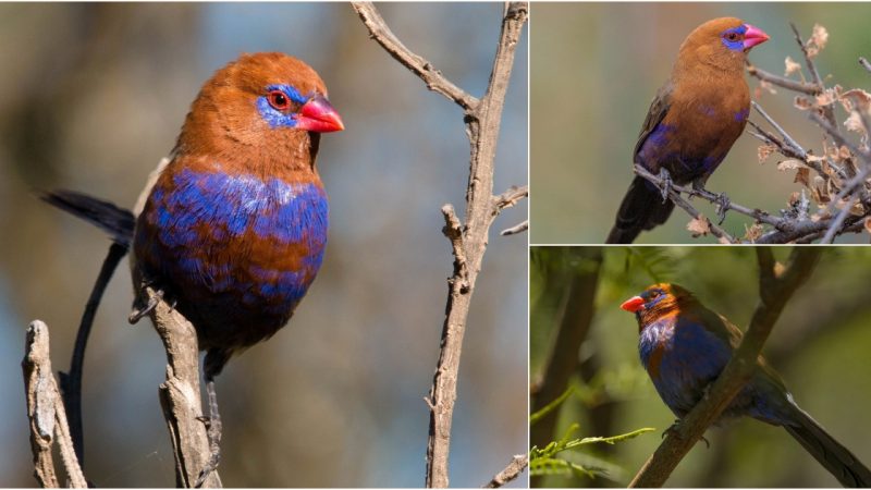 Majestic Beauty Unveiled: Exploring the Enigmatic Purple Grenadier