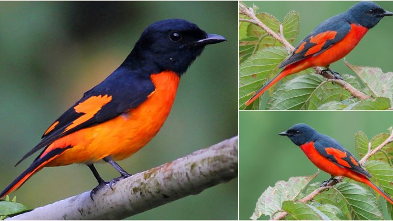 The Diverse Beauty of the Scarlet Minivet: A Study in Contrasts