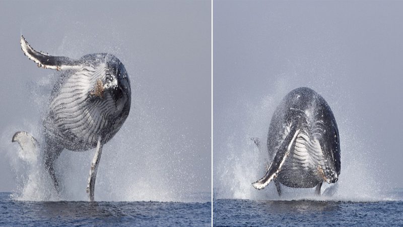 Incredible Moment: 40-Ton Humpback Whale’s Majestic Leap Thrills Tourists