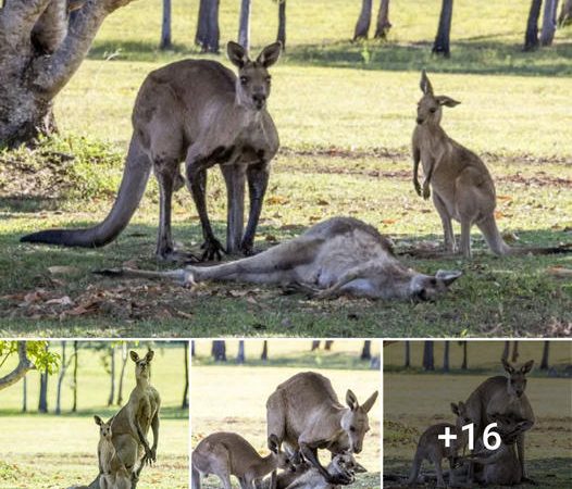 Heartfelt Farewell: A Mother Kangaroo’s Touching Goodbye to Her Joey Amidst the Embrace of Her Mate