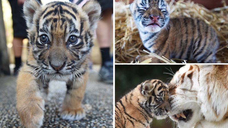 From 1.3 Kilograms to 6 Kilograms: The Growth of Adorable Tiger Cub, Kai