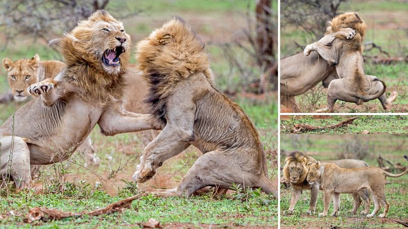 Intense Lion Conflict Unfolds as Intruder Disrupts Mating Lions