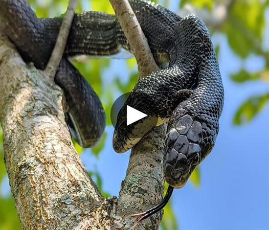 Remarkable Two-Headed Snake Defies One-in-a-Hundred-Million Odds, Surprising Scientists with 17 Years of Survival