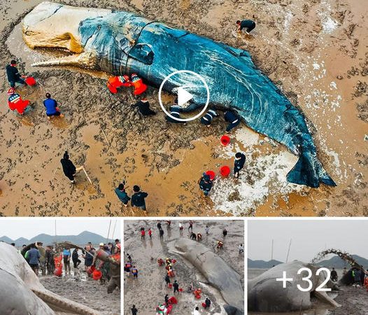 A Captivating Journey of a Giant Sperm Whale’s 26-Hour Rescue Mission Miraculously Recorded on Video