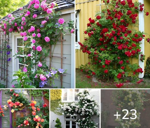 Wonderful suggestions for stunning decorations to use with climbing roses in gardens