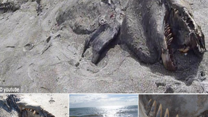 Mysterious 30-Foot Sea Monster Washed Up on New Zealand Beach Sparks Speculation