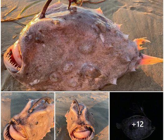 Mysterious Fish with Unusual Appearance Washes Ashore at Torrey Pines State Beach