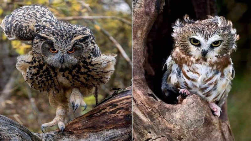 Owls: Whimsical Guardians of the Night’s Delight