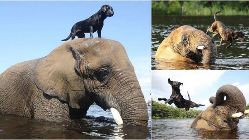 Adorable Friendship Between an Elephant and a Playful Dog Splashing in the Water