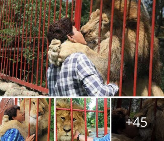 “Emotional Farewell: Rescued Lion Bids Goodbye to Rescuer After 20 Years Together!”