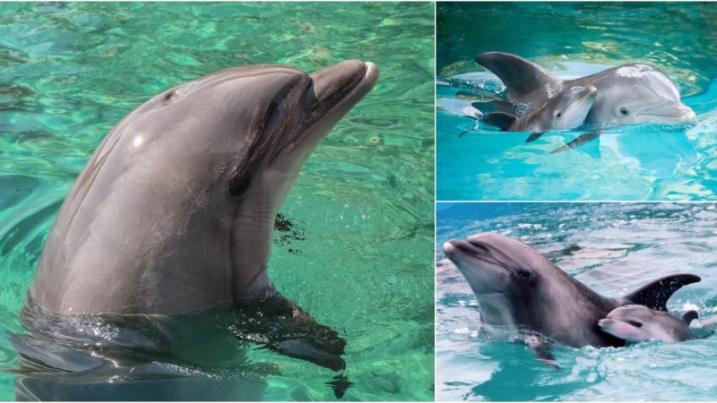 Diving into Dolphin Behavior: Insights from SeaWorld’s Common Bottlenose Dolphins